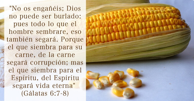 No os engañéis; Dios no puede ser burlado: pues todo lo que el hombre sembrare, eso también segará. Porque el que siembra para su carne, de la carne segará corrupción; mas el que siembra para el Espíritu, del Espíritu segará vida eterna (Ga 6:7-8)